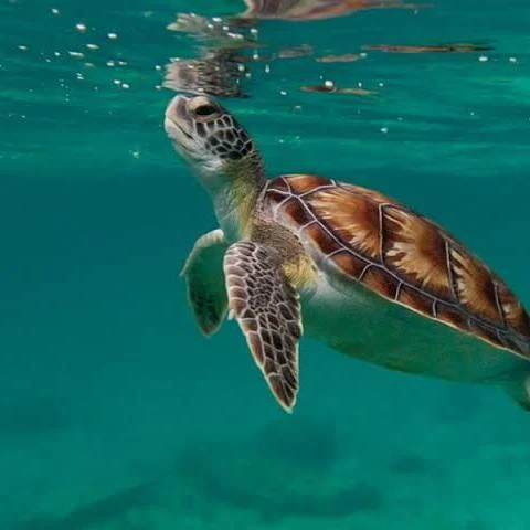 Turtle image.