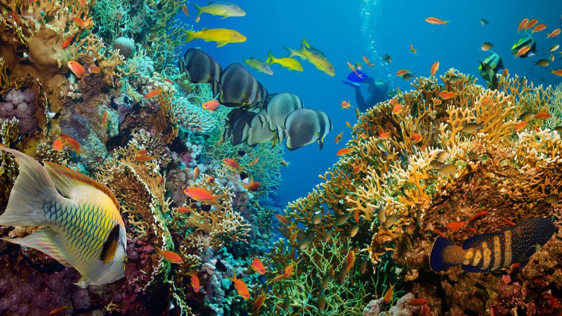 coral reef image.